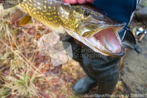 Image of large pike inaccessible rivers and lakes