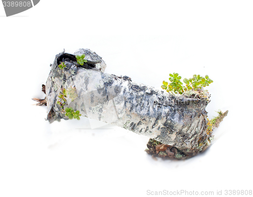 Image of spring stump of a very old and natural on a white background