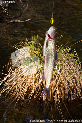 Image of grayling fishing Northern fish