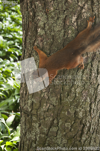 Image of small squirrel on the tree eating nuts