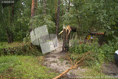 Image of branches and trees after the hurricane