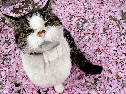 Image of blossomtiger