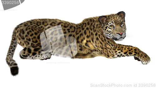 Image of Big Cat Jaguar