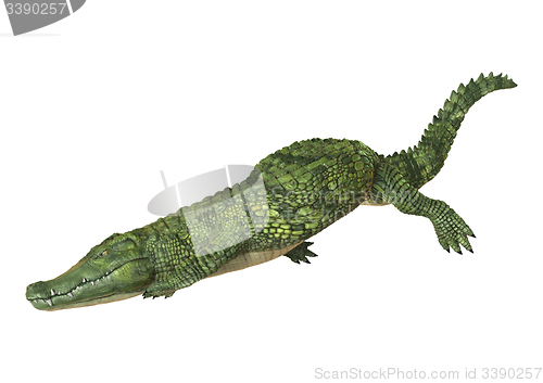 Image of Crocodile