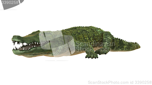 Image of Crocodile