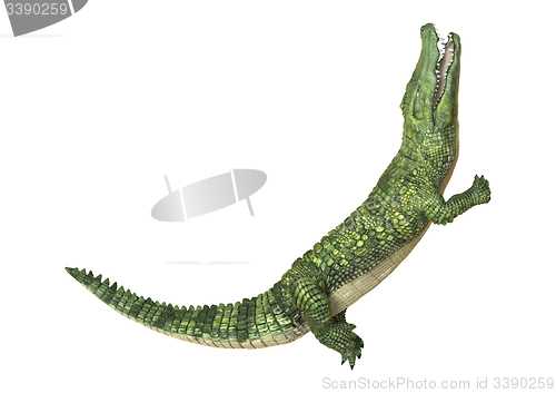 Image of Crocodile