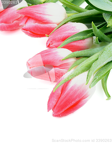 Image of Spring Tulips