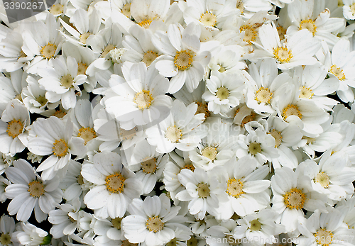 Image of Flower Heads Background