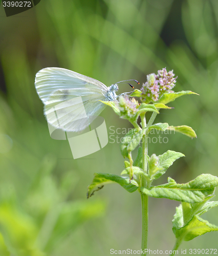 Image of cabbage white butterfly