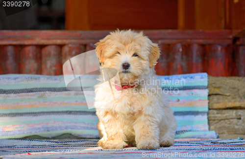 Image of reddish havanese puppy dog