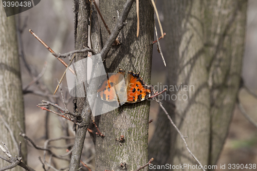 Image of Butterfly on tree trunk in forest