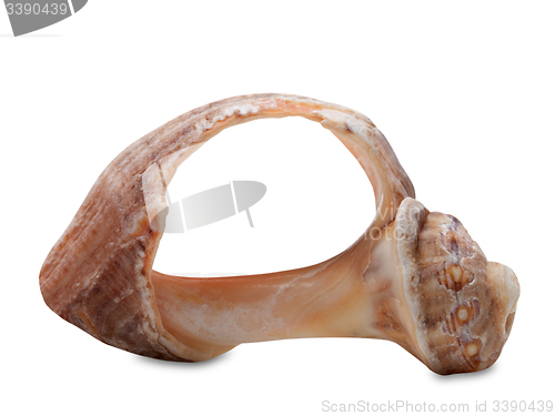 Image of Broken rapana shell