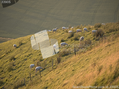 Image of Hillside Sheep