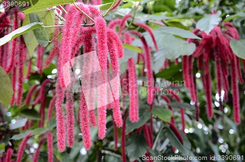 Image of Chenille plant, flowers of Acalypha hispida