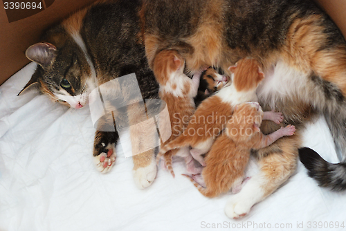 Image of cat feeding little kittens 