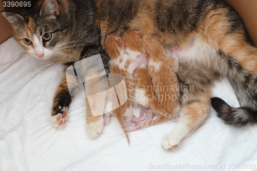 Image of cat feeding little kittens 