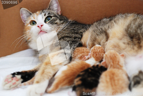 Image of cat feeding little kittens 