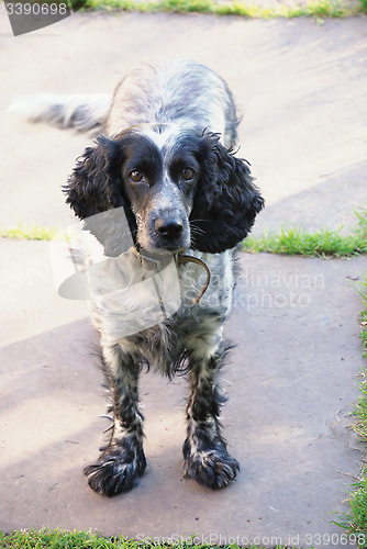 Image of spaniel look at camera 