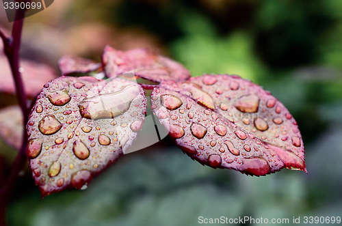 Image of dew drops on the leaves 