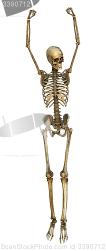 Image of Human Skeleton