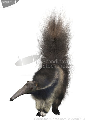 Image of Giant Anteater
