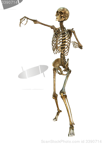 Image of Human Skeleton