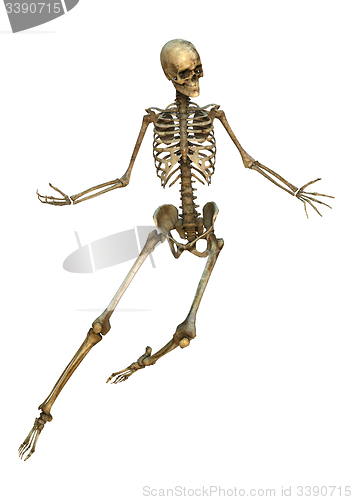 Image of Human Skeleton