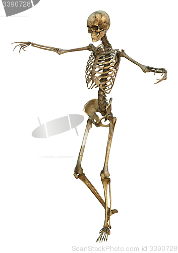 Image of Human Skeleton