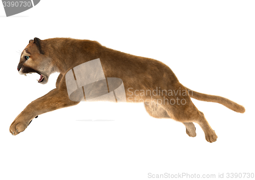 Image of Puma