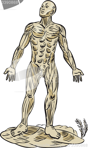 Image of Human Muscle Anatomy Etching