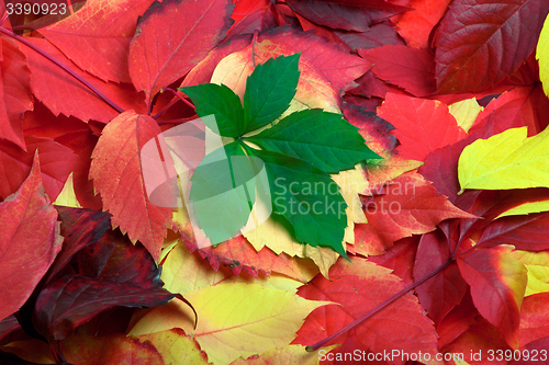 Image of Background of multicolor autumn leaves