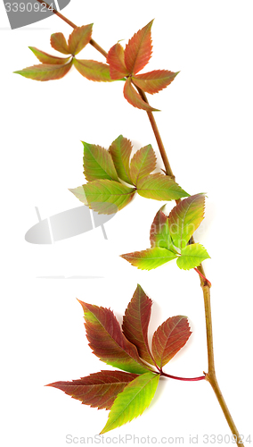 Image of Multicolor autumnal twig of grapes leaves, parthenocissus quinqu