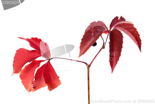 Image of Twig of autumn grapes leaves. Parthenocissus quinquefolia foliag