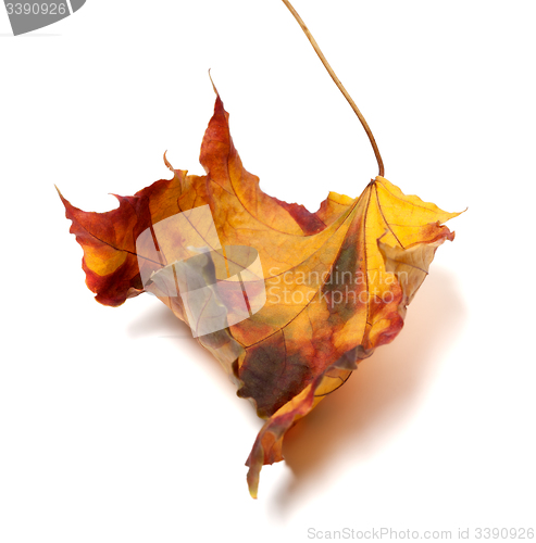 Image of Autumn dry maple-leaf 