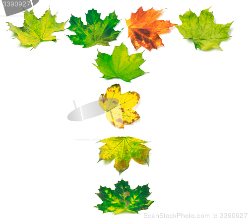 Image of Letter T composed of multicolor maple leafs