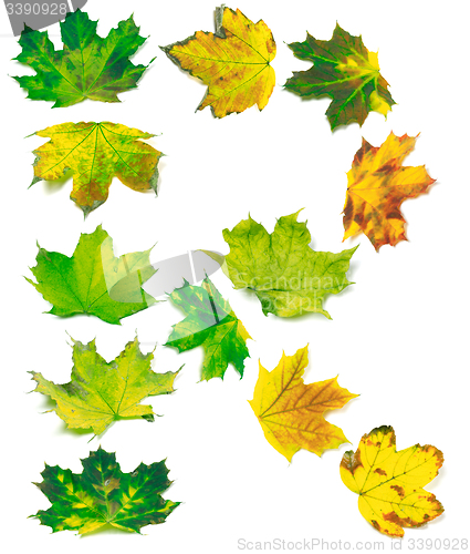 Image of Letter R composed of multicolor maple leafs