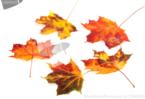 Image of Multicolor autumn maple-leafs on white background