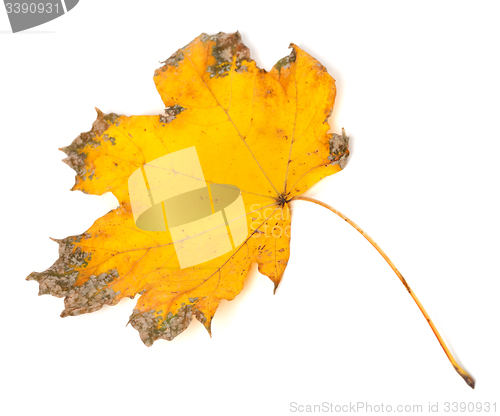 Image of Yellow dried autumn maple-leaf on white background