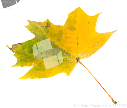 Image of Yellowed autumn maple-leaf