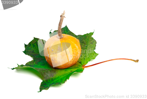 Image of Small decorative pumpkin on green maple-leaf