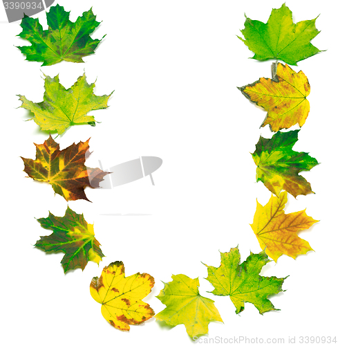 Image of Letter U composed of multicolor maple leafs