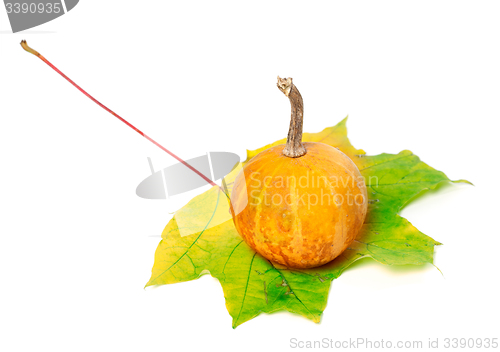 Image of Small orange decorative pumpkin on yellowed maple leaf