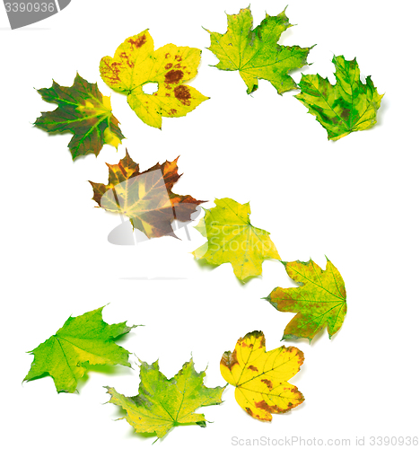Image of Letter S composed of multicolor maple leafs