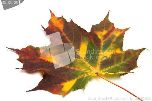 Image of Multicolor autumnal maple-leaf