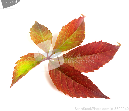 Image of Autumn multicolor grapes leaf (Parthenocissus quinquefolia folia