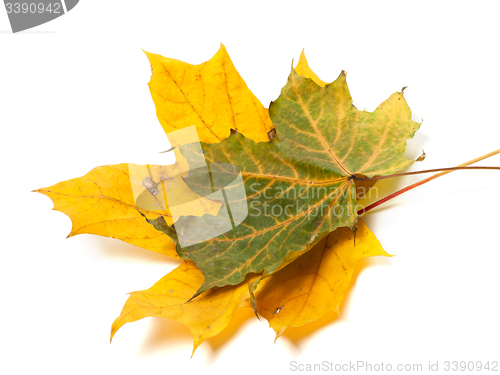 Image of Two autumn maple leafs