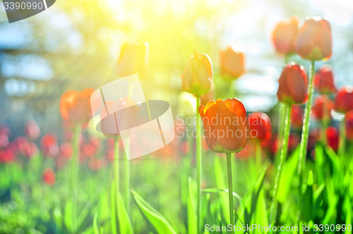 Image of tulips 