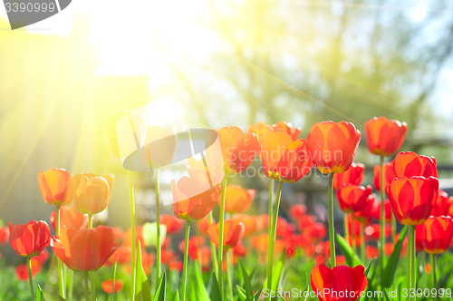 Image of tulips 