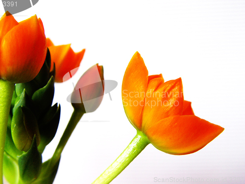 Image of orange blossoms
