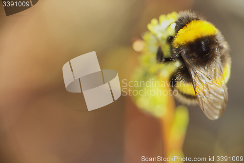 Image of summer Bumble bee insect flower macro